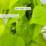 Philodendron Oxycardium Golden Plant With Hanging Pot