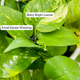 Green Money Plant Hanging With Pot