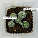 Thimble Cactus | Mammillaria Gracilis - Live Plant (Home & Garden)