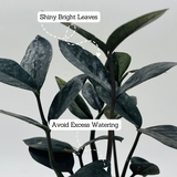 Zamioculcas Raven / Black ZZ Plant (Zamioculcas zamiifolia) - Live Plant For Indoor (Home & Garden)