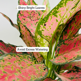 Aglaonema Red Valentine / Chinese Evergreen (Aglaonema commutatum)- Live Plant (Home & Garden)