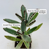 Kalanchoe Tomentosa | Chocolate Soldier | Panda Plant - Live Succulent Plant (Home & Garden)