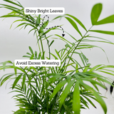 Parlour Palm | Bamboo palm | Chamaedorea Palm (Chamaedorea seifrizii) - Live Plant For Indoor (Home & Garden)