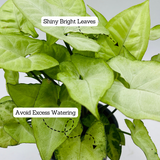 Syngonium White (Syngonium Podophyllum) - Live Plant (Home & Graden)