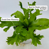 Asplenium Nidus Crissie Fern- Live Plant (Home & Garden)