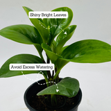 Peperomia Green / Baby Rubber (Peperomia obtusifolia) - Live Plant For Indoor (Home & Garden)