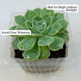 Echeveria Tippy Plant- Live Succulent Plant (Home & Garden)
