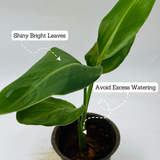 Bird Of Paradise Small (Strelitzia reginae)- Live Plant (Home & Garden)