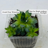 Lakshmi Kamal | Laxmi Kamal | sempervivum tectorum - Live Plant (Home & Garden)