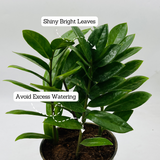 ZZ Plant Green (Zamioculcas zamiifolia) - Live Plant For Indoor (Home & Garden)