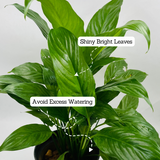 Peace Lily (Spathiphyllum) Flowering/Ornamental Live Plant In Pot (Home & Garden)