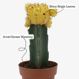 Moon Cactus Yellow (Gymnocalycium mihanovichii)- Live Plant (Home & Garden)