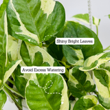 Money plant Scindapsus N' joy Pothos Hanging With Pot