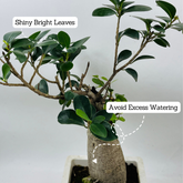 Bonsai Ficus (Grafted - Ficus retusa)- Live Plant in 17cm Pot (Home & Graden)