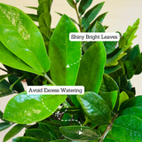 Big ZZ Plant Green (Zamioculcas zamiifolia) - Live Plant in 10 inch For Indoor (Home & Garden)