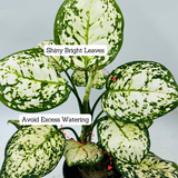 Aglaonema Super White - Live Plant (Home & Garden)