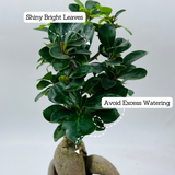 Bonsai Ficus (Grafted - Ficus retusa)- Live Plant in 10cm Pot (Home & Graden)