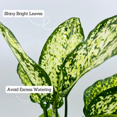Aglaonema Snow White (Aglaonema Costatum)- Live Plant (Home & Garden)