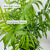 Chamaedorea Palm (Chamaedorea seifrizii) - Live Plant For Indoor (Home & Garden)