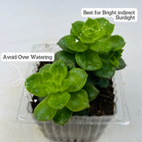 Echeveria Elegans Plant- Live Succulent Plant (Home & Garden)