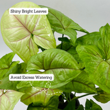 Syngonium Lemon (Syngonium Podophyllum) - Live Plant (Home & Graden)