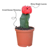 Moon Cactus Red (Gymnocalycium mihanovichii)- Live Plant (Home & Garden)