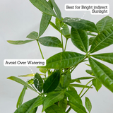 Pachira Money Plant Tree Braided | Malabar Chestnut (Pachira aquatica)- Live Plant in 12cm Pot (Home & Garden)