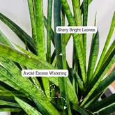 Big Sansevieria Mikado (Moto- Snake Plant Var.)- Live Plant For Indoor (Home & Garden)