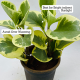 Peperomia Obtusifolia (Variegated)- Live Plant in 10cm pot For Indoor (Home & Garden)