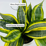 Sansevieria Crooked / Snake Plant (Dracaena trifasciata)- Live Plant in pot (Home & Garden)