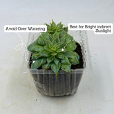 Graptopetalum Filiferum - Succulent Live Plant (Home & Garden)