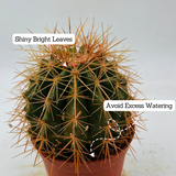 Ball Cactus Orange (echinocactus grusonii) - Live Plant (Home & Graden)