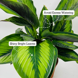 Calathea Beauty Star - Live Plant (Home & Graden)