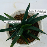 Aloe Black Gem (Alworthia 'Black Gem')- Live Succulent Plant (Home & Garden)
