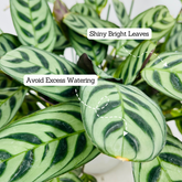 Calathea Burle Marxii - Live Plant (Home & Graden)