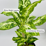 Dieffenbachia Sparkles - Live Plant (Home & Graden)