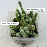Peanut Cactus / Echinopsis chamaecereus - Live Cactus Plant (Home & Garden)
