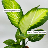 Dieffenbachia Maculata / Dumb Cane - Live Plant (Home & Graden)
