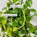 Peperomia Green Creeper Hanging Plant With Pot