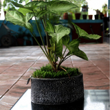 Oval Rock Terracotta Planter