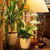 Valencia 20cm Round Plastic Pot for Home & Garden