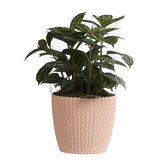 Capri 14cm Round Plastic Pot