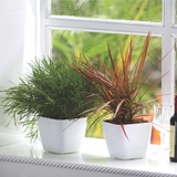 Siena 20 Plastic Pot