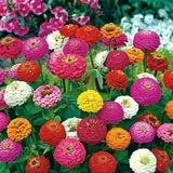 Zinnia Lilliput Mixed Flower Seed (50 Seeds) (Home & Garden)