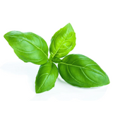 Basil Green Seeds (100 Seeds) (Home & Garden)