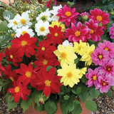 Dahlia Beauty Mix Flower Seed (25 Seeds) (Home & Garden)