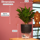Dracaena Compacta - Live Plant (With Self-Watering Pot & Plant)