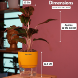 Aglaonema Lipstick - Live Plant (With Self-Watering Pot & Plant)