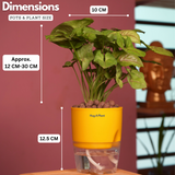 Syngonium Lemon - Live Plant (With Self-Watering Pot & Plant)