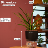 Mikado Snake Plant(Small)- Live Plant (With Self-Watering Pot & Plant)
